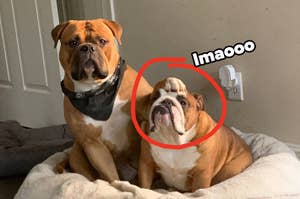 Two bulldogs, one standing and one sitting in a bed, with a circled area and text "lmaooo" above the sitting dog