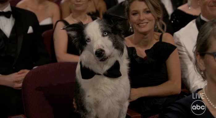 Border Collie wearing a bow tie at an event, surrounded by seated people in formal attire