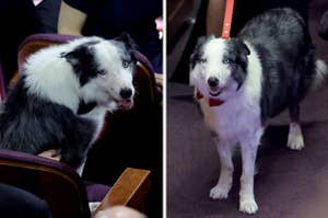 Two border collies, one seated in an auditorium, the other standing, looking attentive