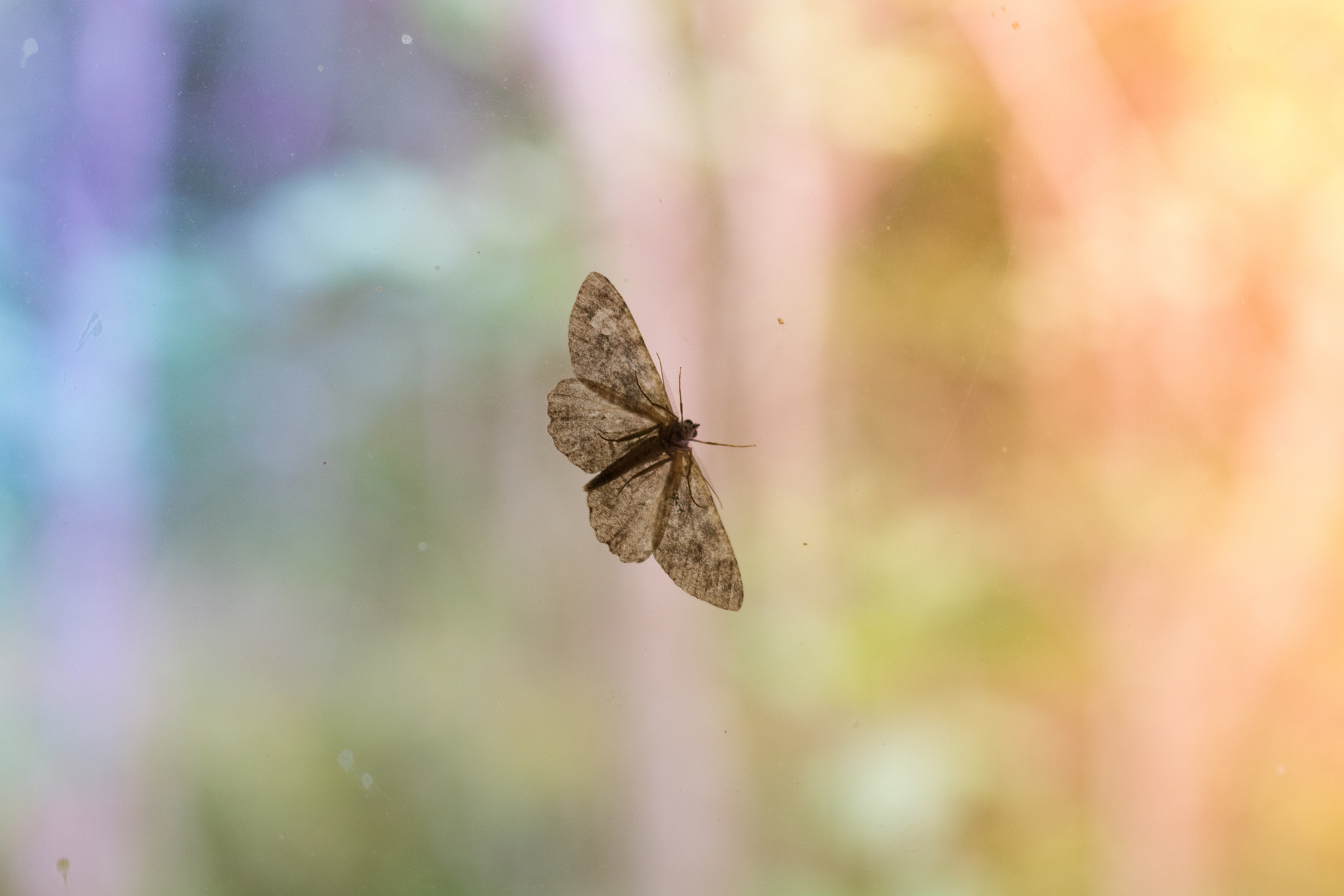 A moth resting on a glass window with a blurred background