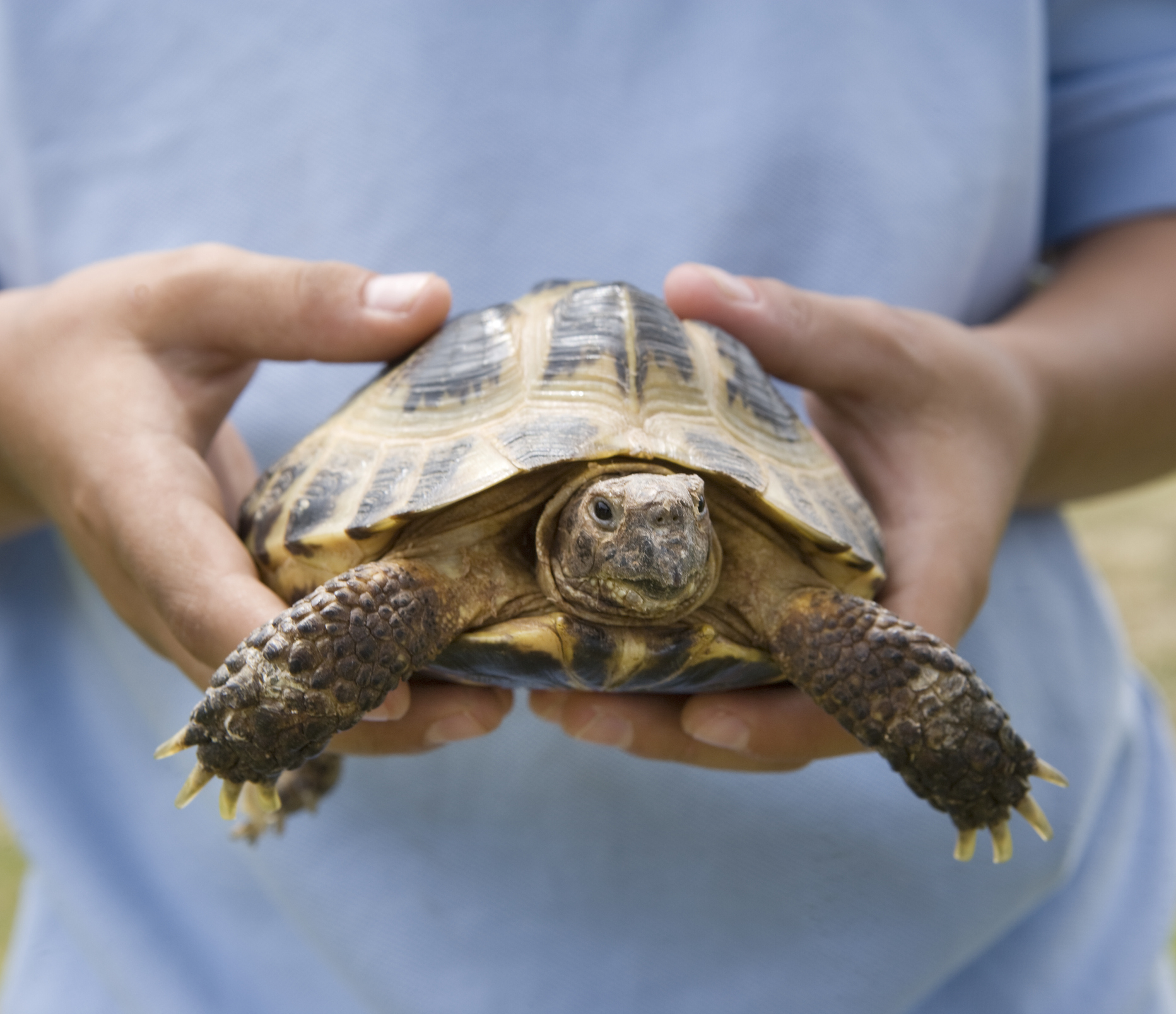 Person holding a small tortoise with both hands, tortoise extending its head and limbs outward
