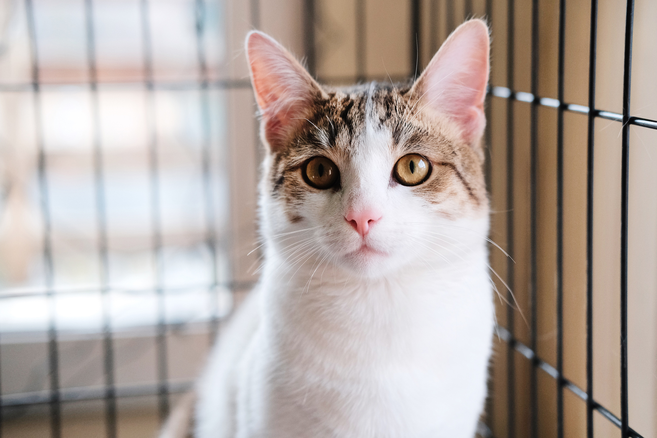 White cat with striking eyes looking directly at the camera, sitting inside a cage