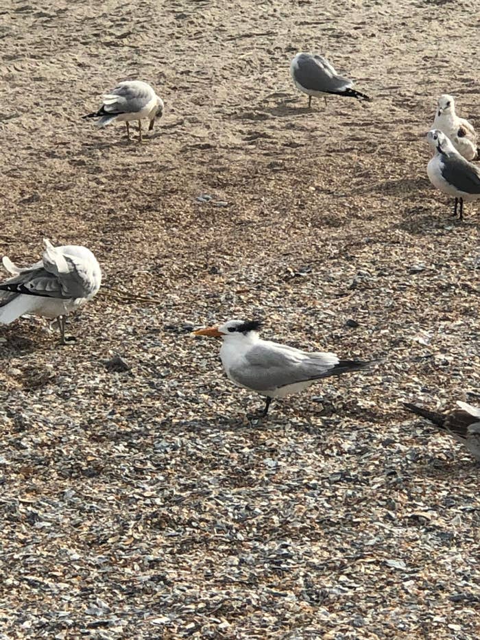 Seagulls on a pebbled ground, one in the center with a visible crest on its head