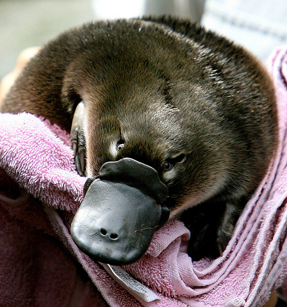 Close-up of a platypus being held in a pink towel