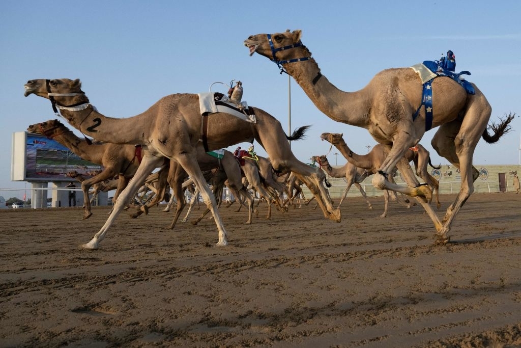 Camel race with jockeys, reflecting the economic aspects of cultural events