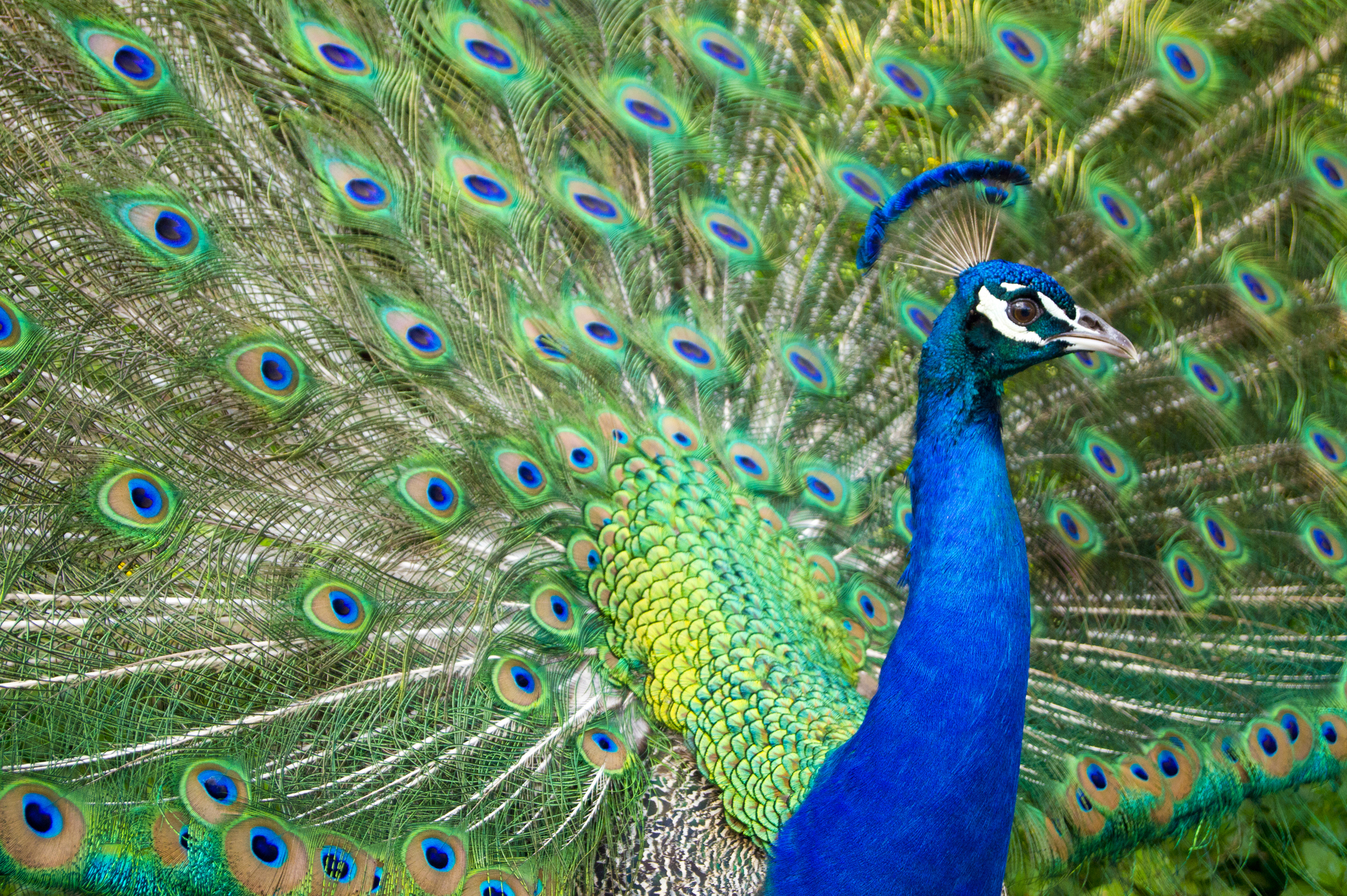 Peacock displaying its vibrant feather plume