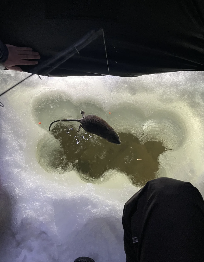 Small rodent seen through an ice fishing hole, pulling on a fishing line with human onlookers