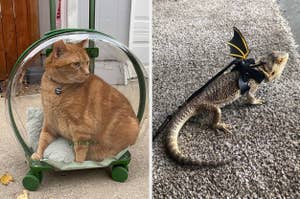A cat in a clear backpack and a bearded dragon wearing a miniature cape