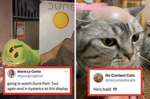 Left: Person in caterpillar costume beside "Dune" movie poster. Right: Cat with a bald patch on the head. Text: "He's bald."