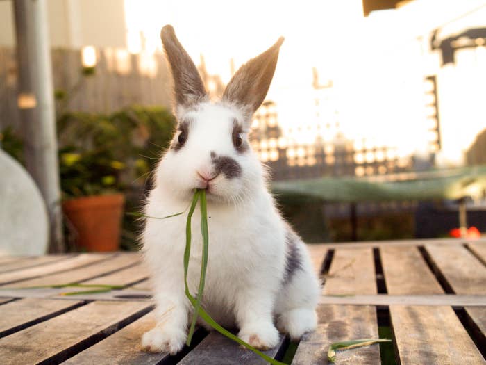 Rabbit on a wooden surface eating a green leafy plant