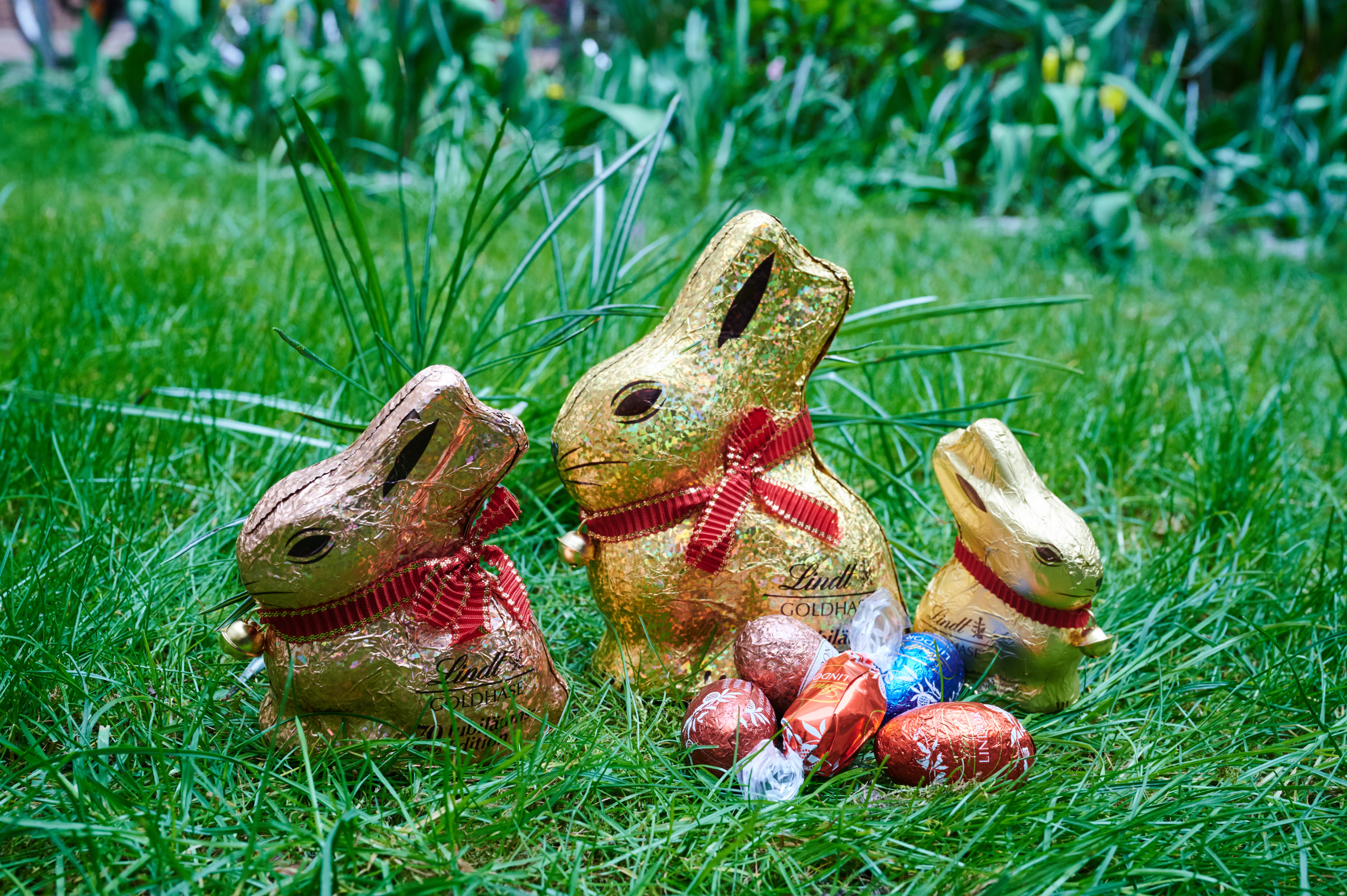 Three chocolate Easter bunnies with small wrapped chocolates on grass
