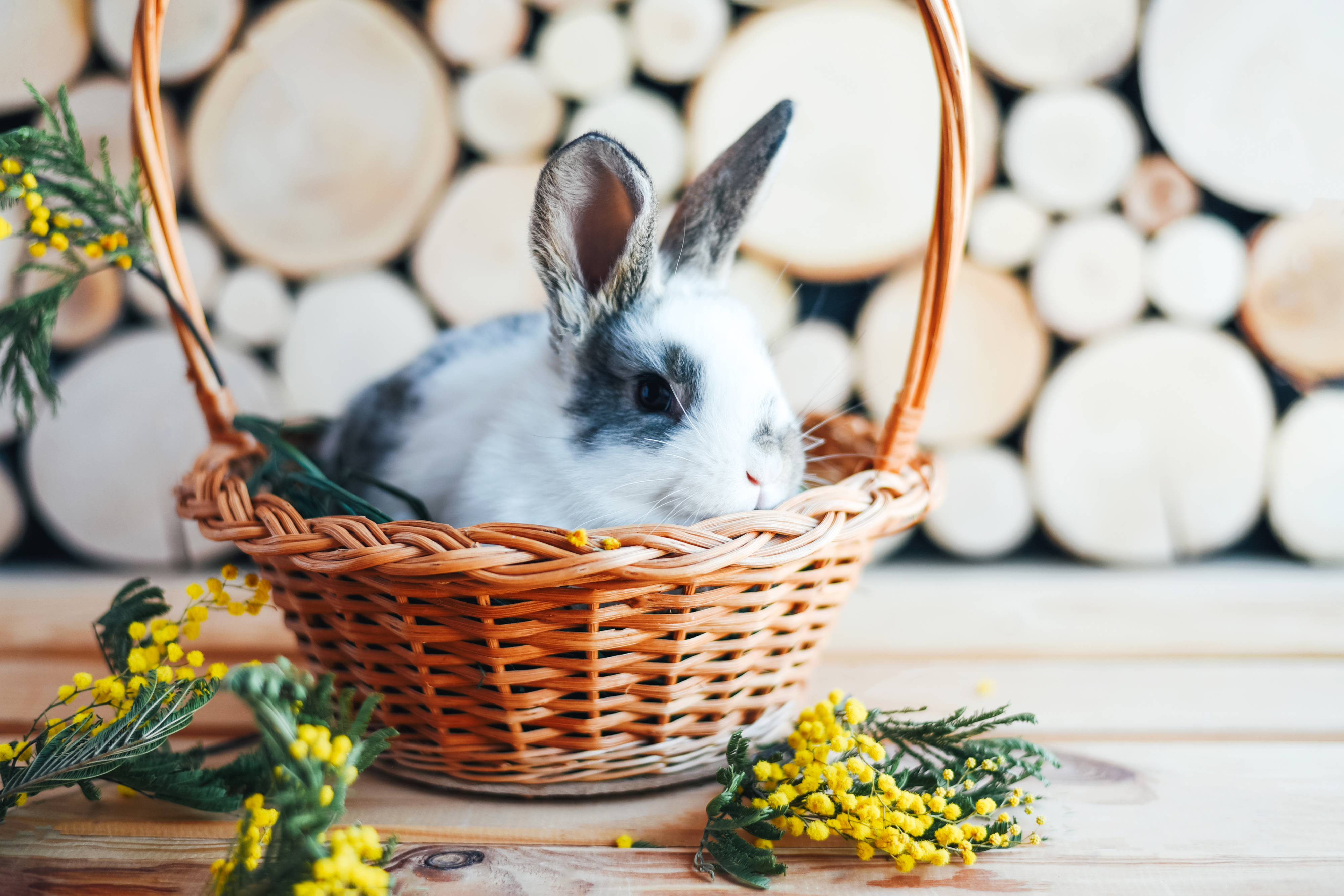 A rabbit is sitting in a wicker basket with yellow flowers around; set against a backdrop of circular wood logs