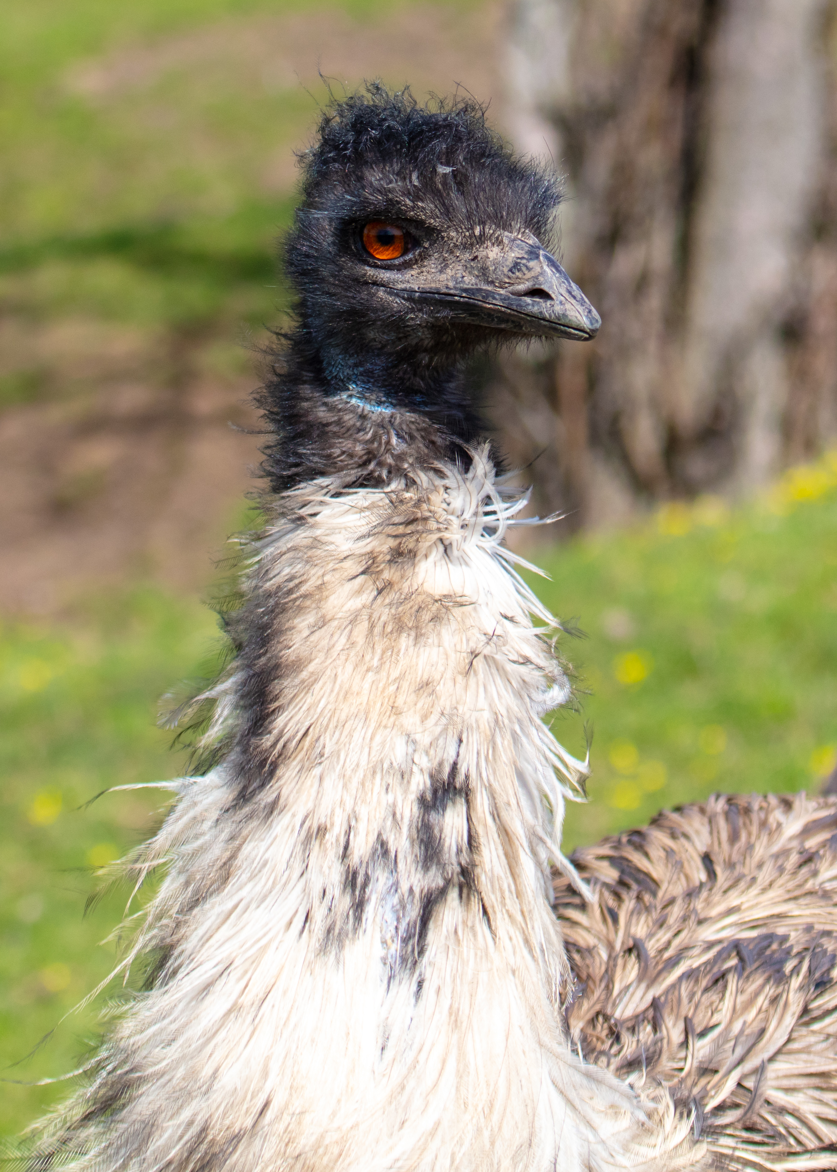 Close-up of an emu with a focused gaze, standing outdoors