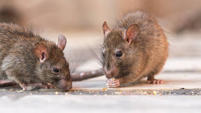 Two rats on the ground facing each other, one eating crumbs