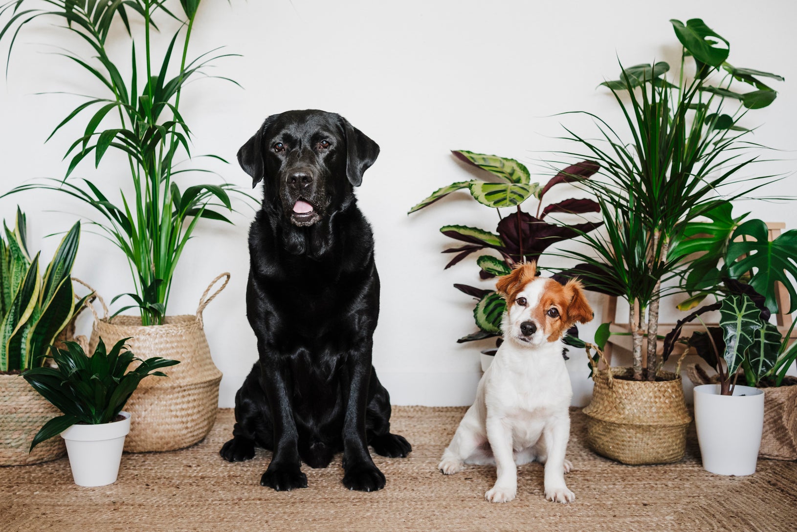Two dogs, one large and black, one small and white with brown spots, sitting amongst houseplants