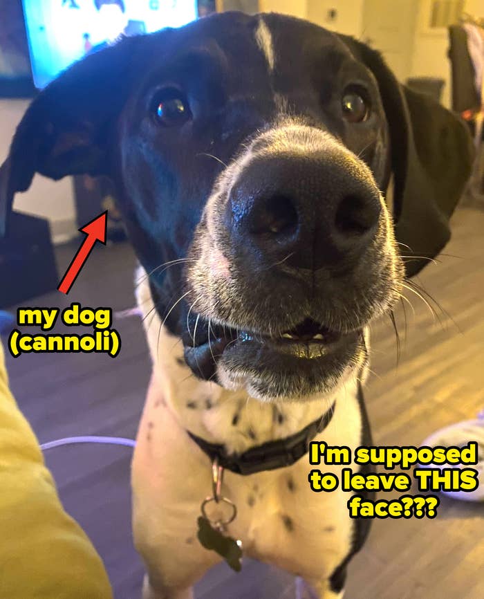 author's dog with caption, "my dog (cannoli)" "I'm supposed to leave THIS face???"