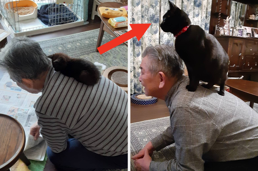 猫♡月の前でラブラブな黒猫、白猫 （オンライン譲渡会で