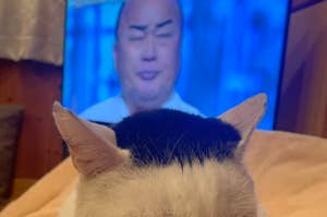 テレビ画面に映る人の頭部が猫の体に見える面白い錯視。