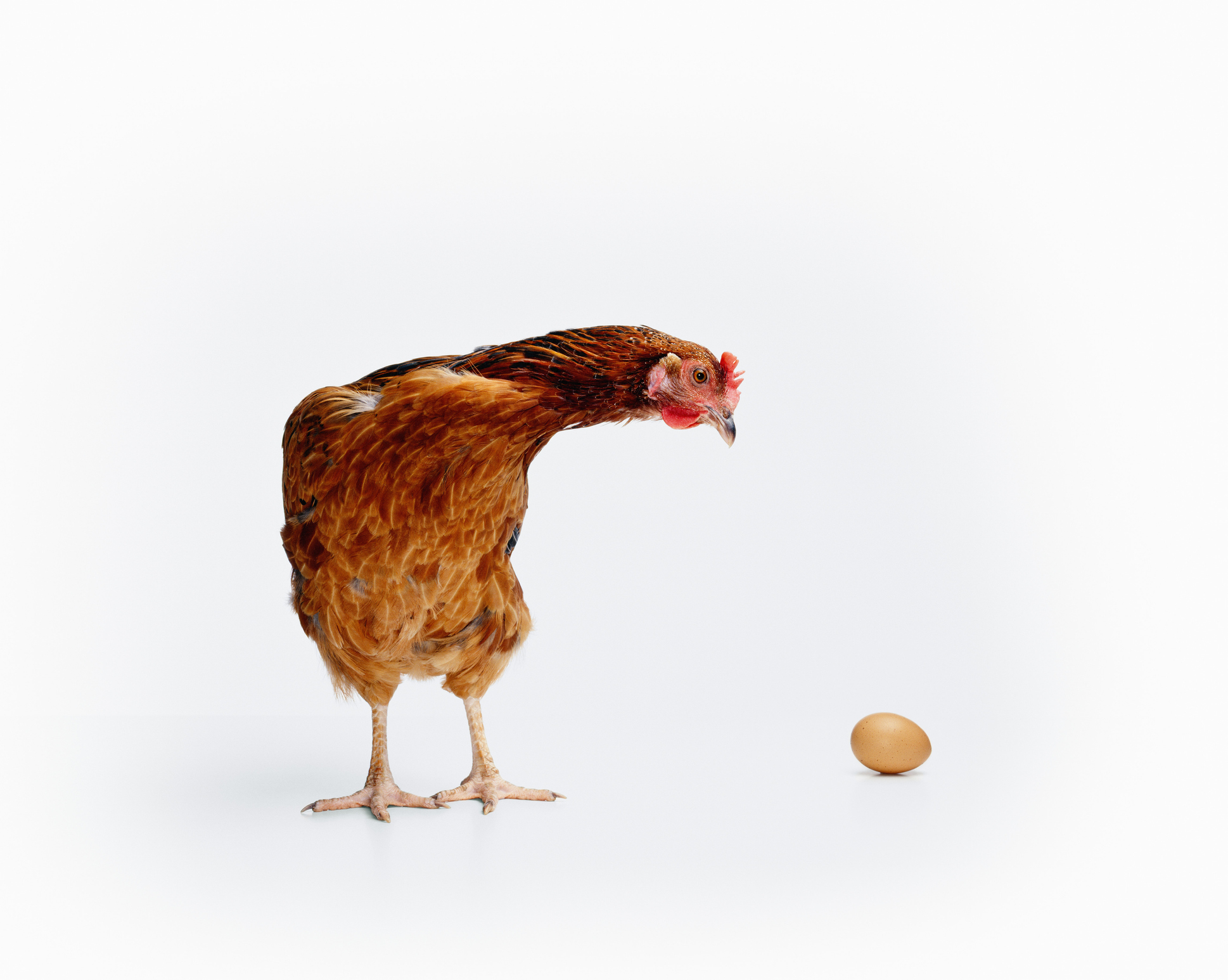 Chicken standing beside an egg against a white background