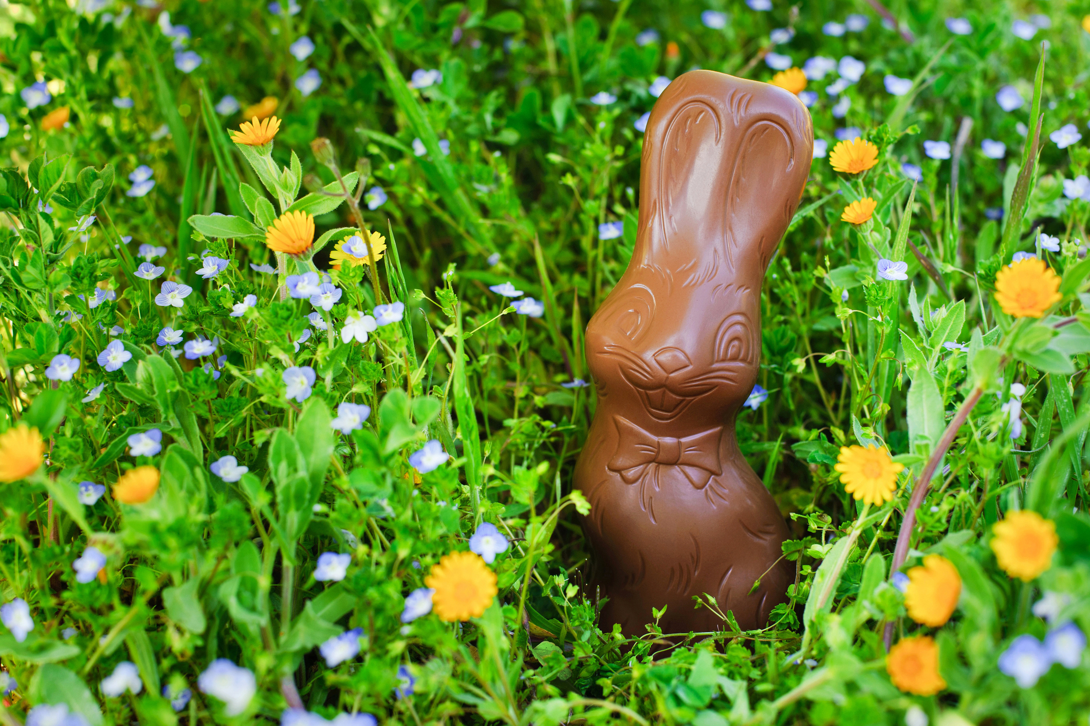 Chocolate bunny nestled in a field of wildflowers