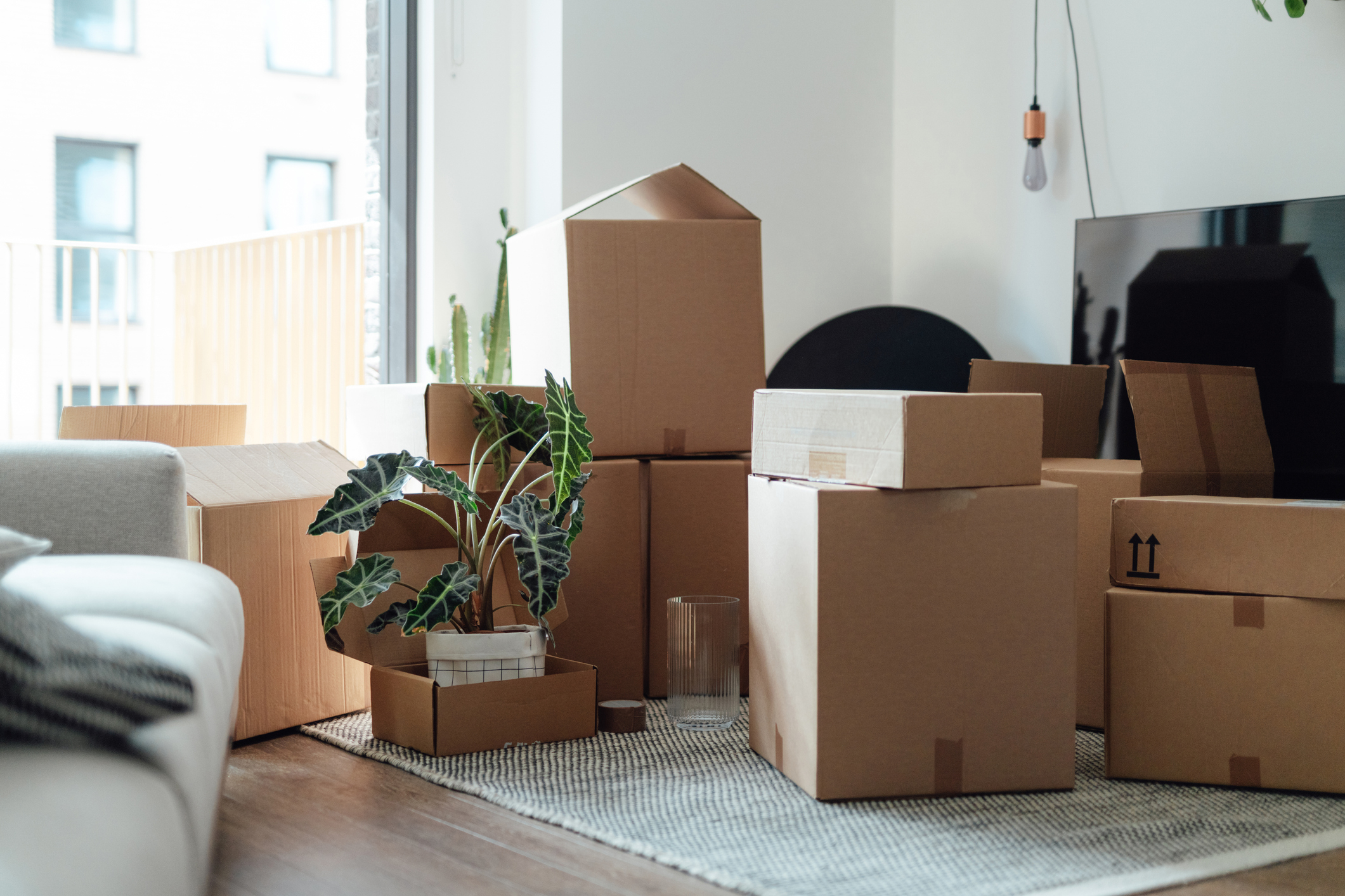 Living room with unpacked boxes, suggesting a recent move. A plant is visible among the boxes