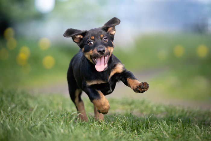 A joyful dog running through a grassy field with its tongue out