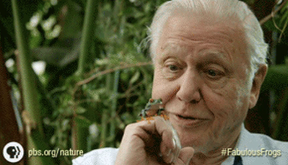 Sir David Attenborough observing a frog on his finger, text mentions PBS and &quot;Fabulous Frogs&quot;