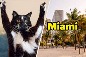 A cat with it's arms in the air and a Miami beach with palm trees.