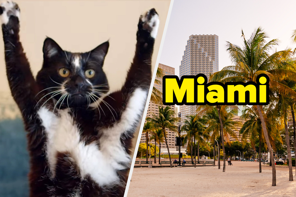 Plan Your Ultimate Spring Break And I'll Reveal Which Cat Breed You
Are At Your Core