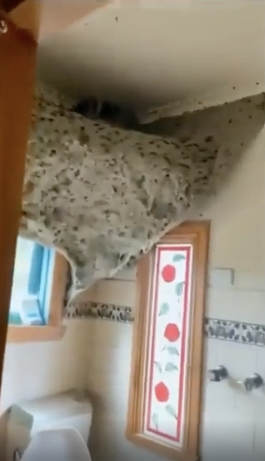 A bathroom ceiling covered in a large cluster of wasps