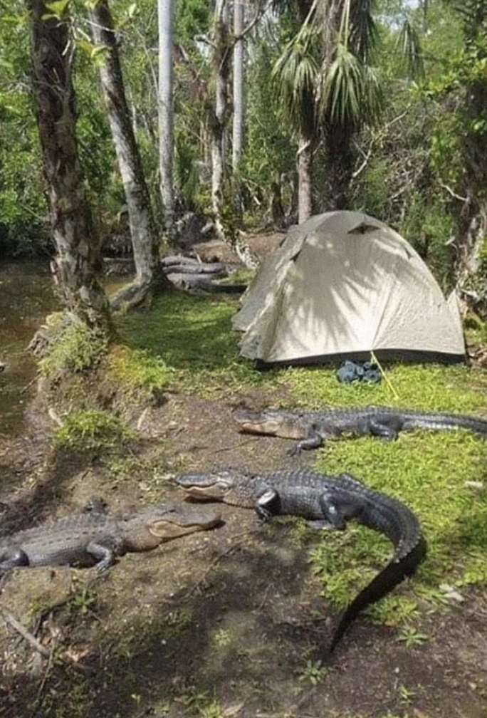 Tent pitched in a natural setting with multiple alligators resting nearby
