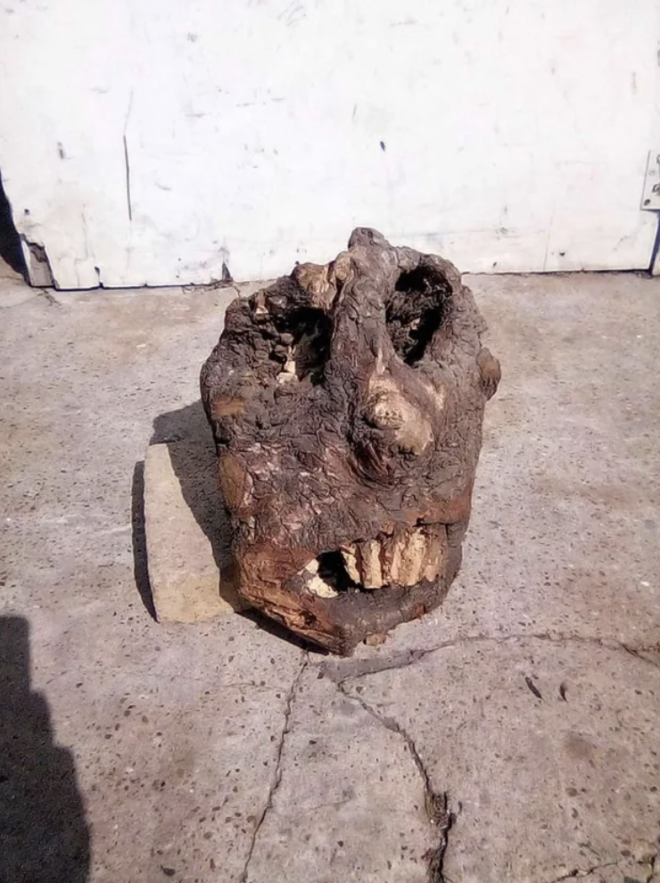 A unique tree stump resembling a face with an open mouth and hollow eyes, positioned outdoors on concrete