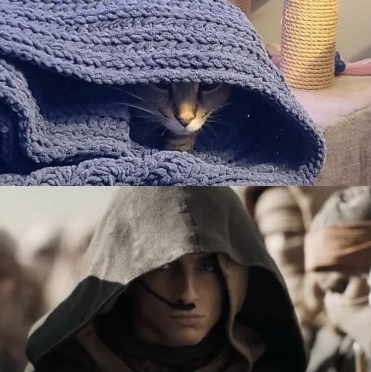 Two images: Top shows a cat hiding in a blue blanket, resembling a hooded figure. Bottom is a hooded character from &quot;Dune: Part Two&quot;