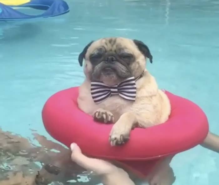 Pug in a bow tie sitting on a flotation ring in a pool with someone's hands holding onto the ring