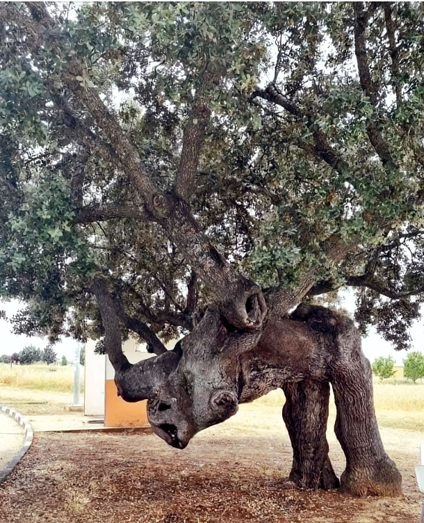 Ancient tree with a trunk resembling a man bending over in pain
