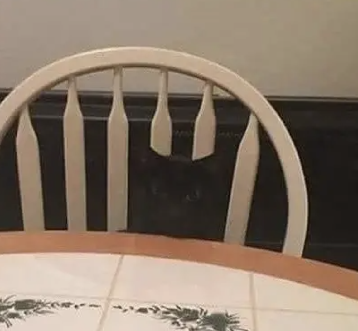 Cat peeking through the backrest slats of a white chair