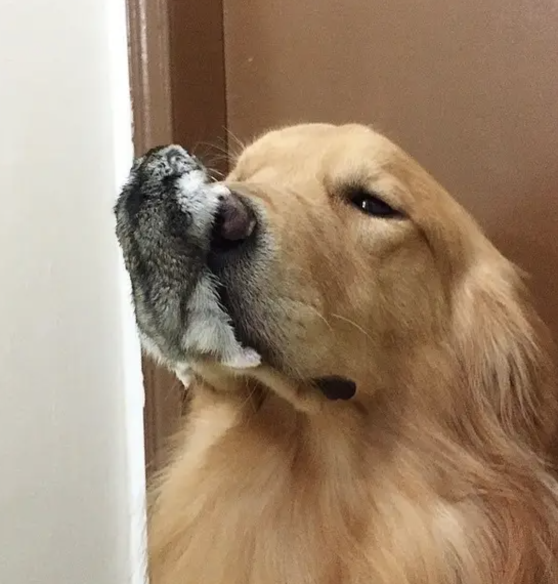 Golden retriever with its nose pressed against a corner, eyes closed, appearing content or sleepy