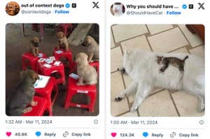Left: Four dogs sitting around small tables with playing cards. Right: A cat lying on a dog's back. Both images are humorous animal content shared on social media