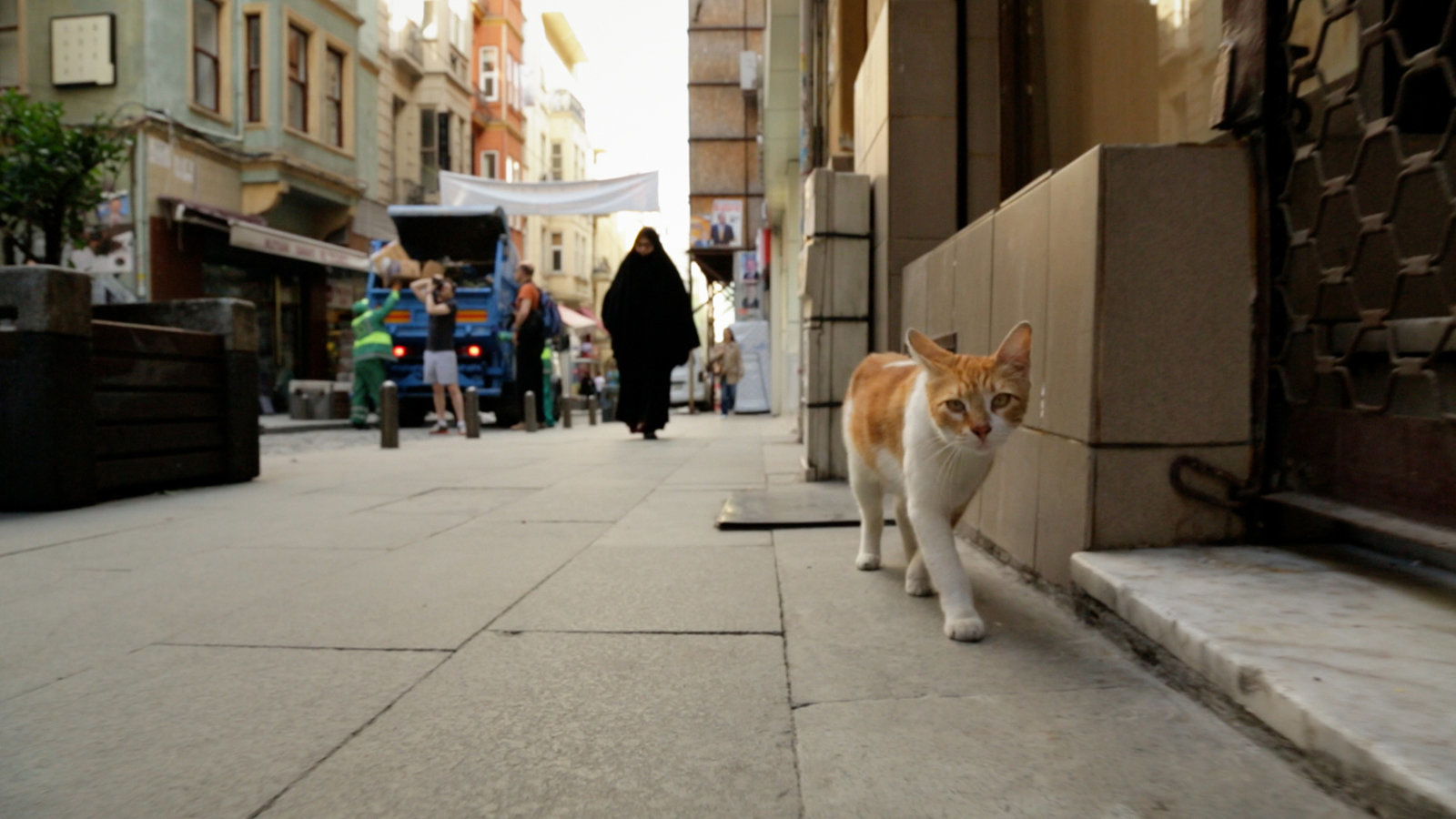Orange and white cat walking on a sidewalk with people and buildings in the background