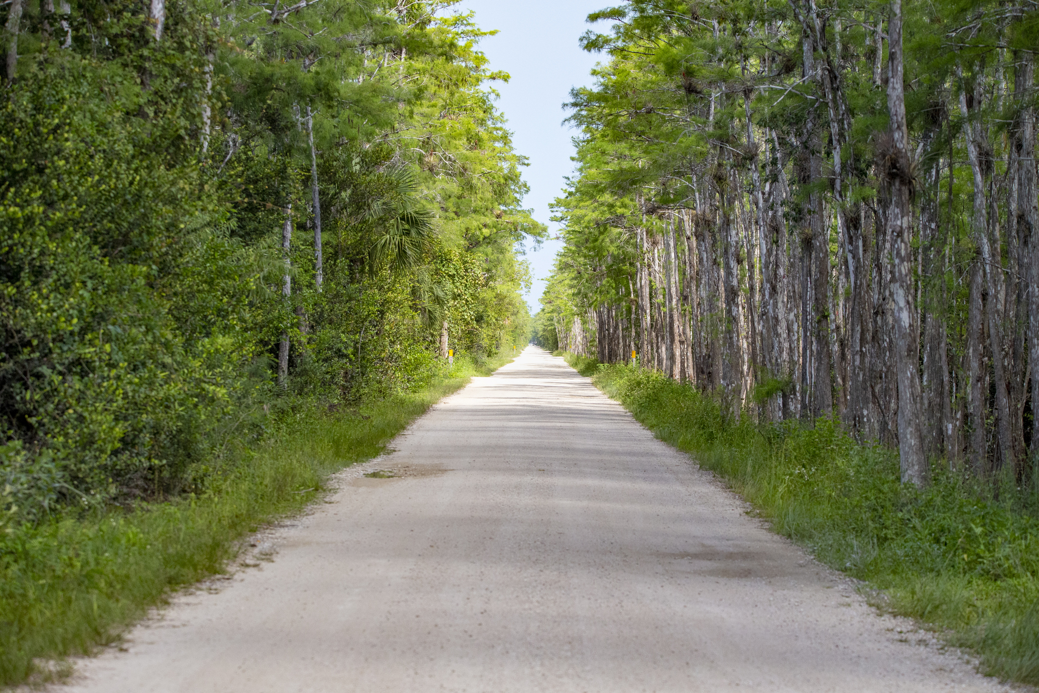A dirt road flanked by tall trees leading into the distance