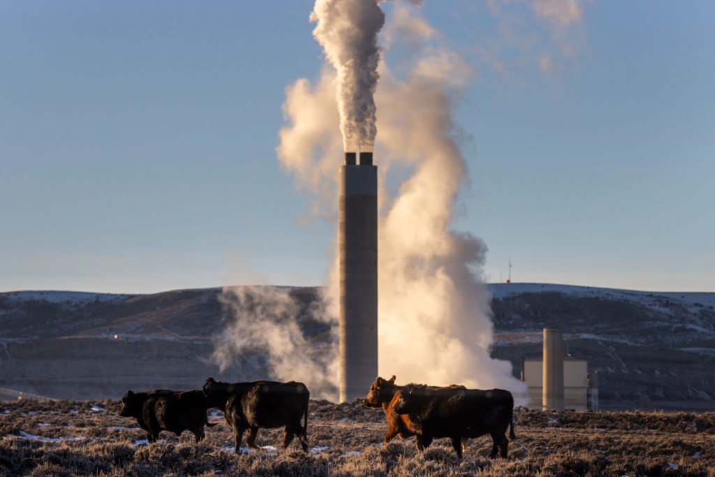 Cattle graze in foreground with an industrial smokestack emitting smoke in the background