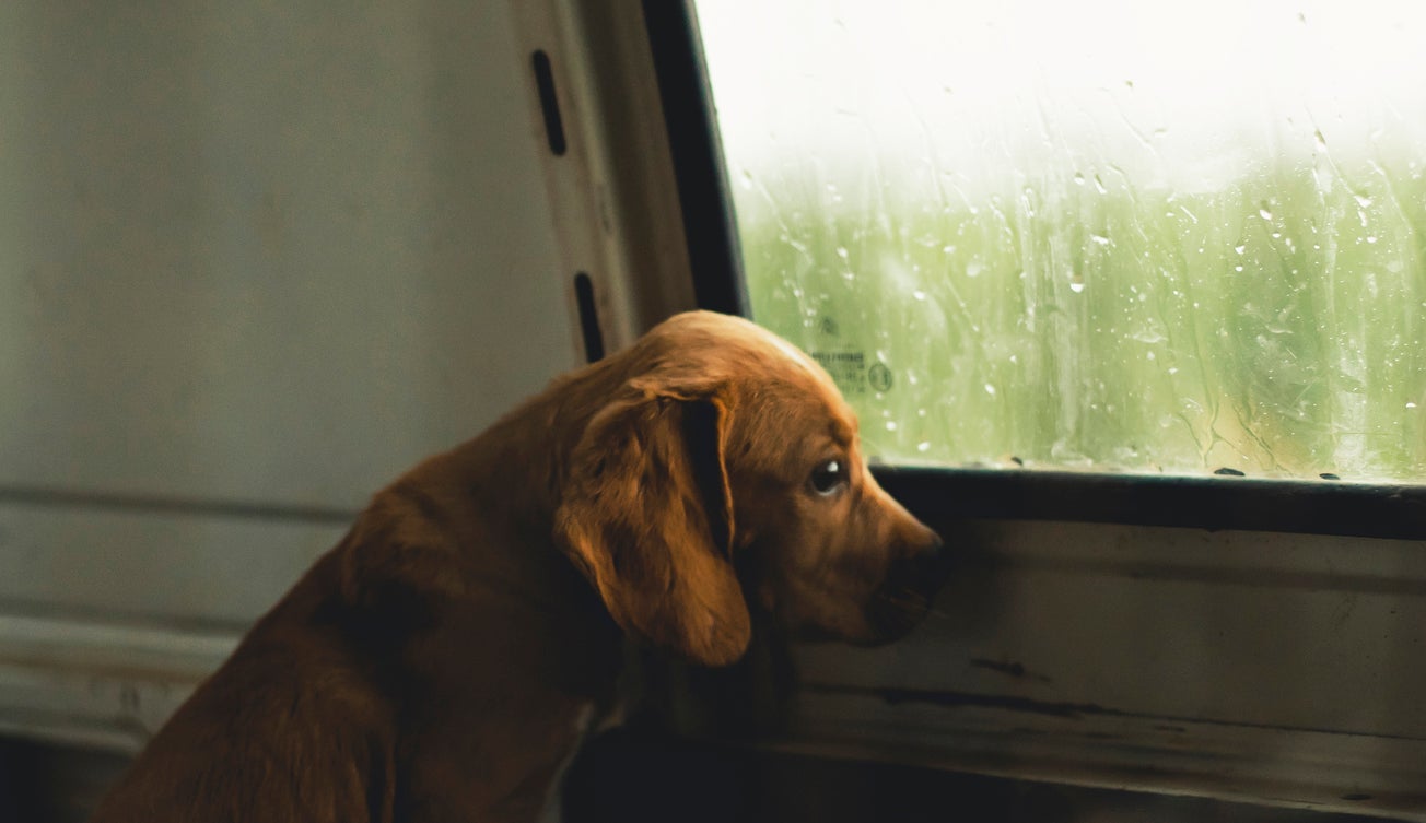 Puppy looking out a rain-spattered van window
