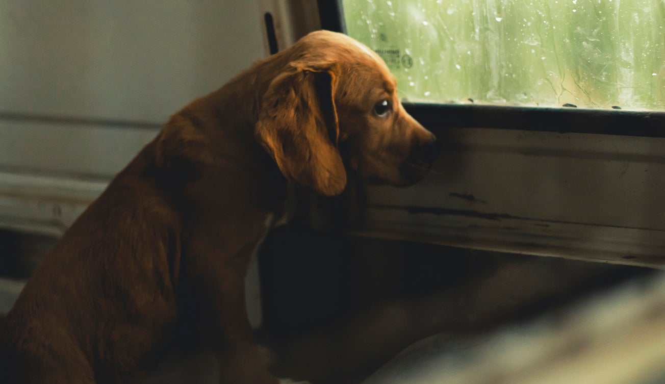Puppy looking out a rain-spattered van window