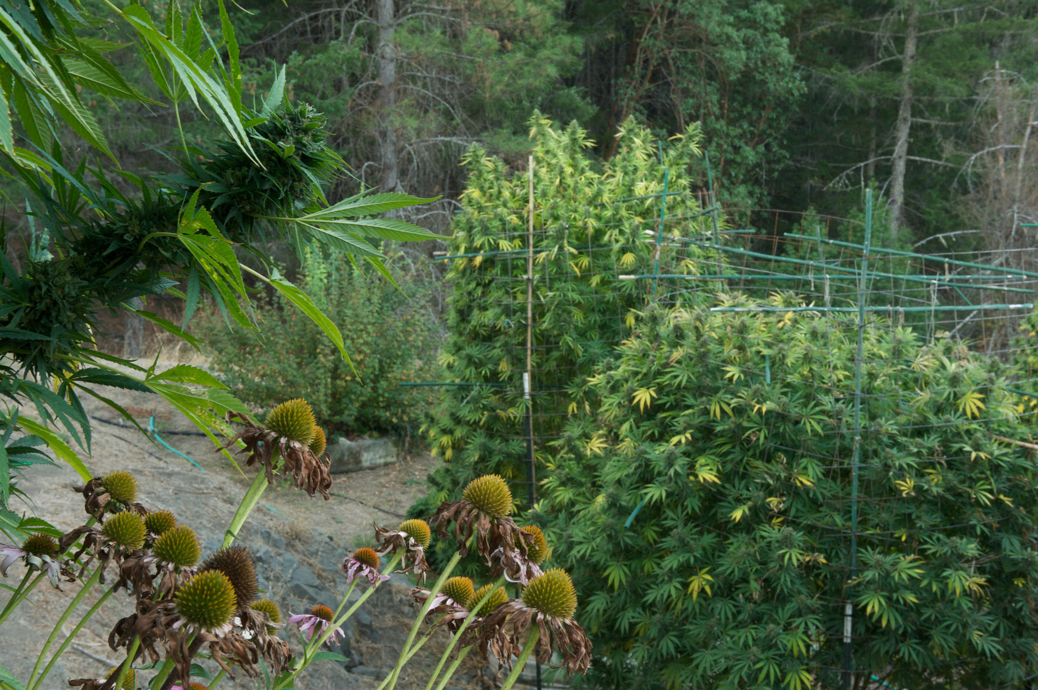 View of various plants including cone-shaped flowers and a bamboo structure against a backdrop of trees