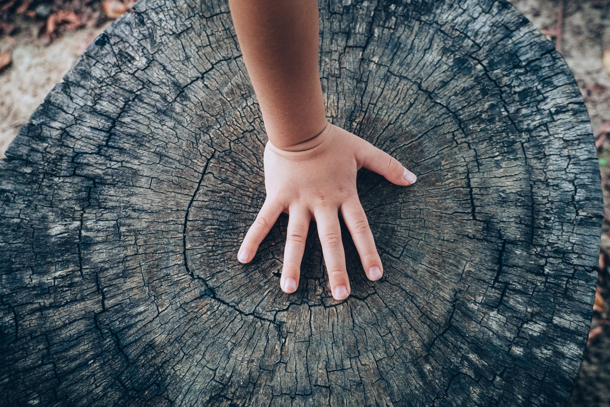 Child's hand resting on a tree stump with visible rings