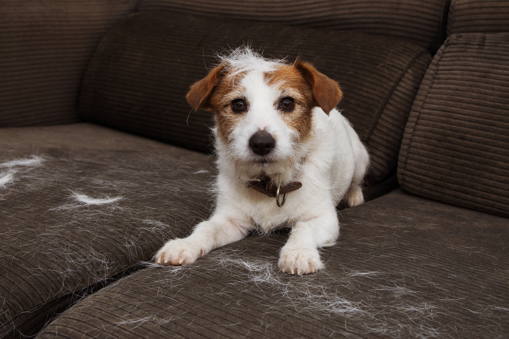 Dog lying on a couch covered in pet hair