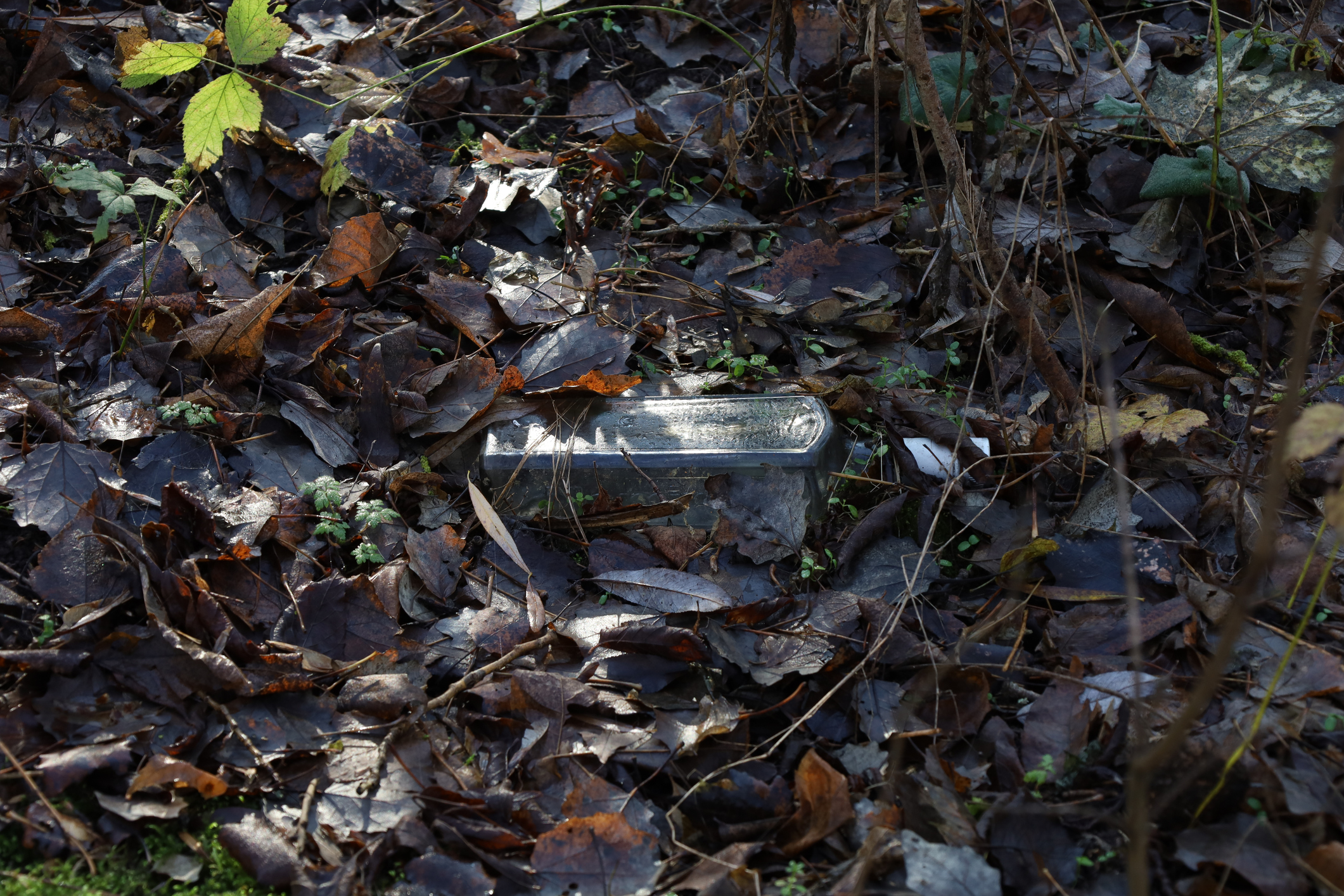 Discarded aluminum can among fallen leaves on forest floor