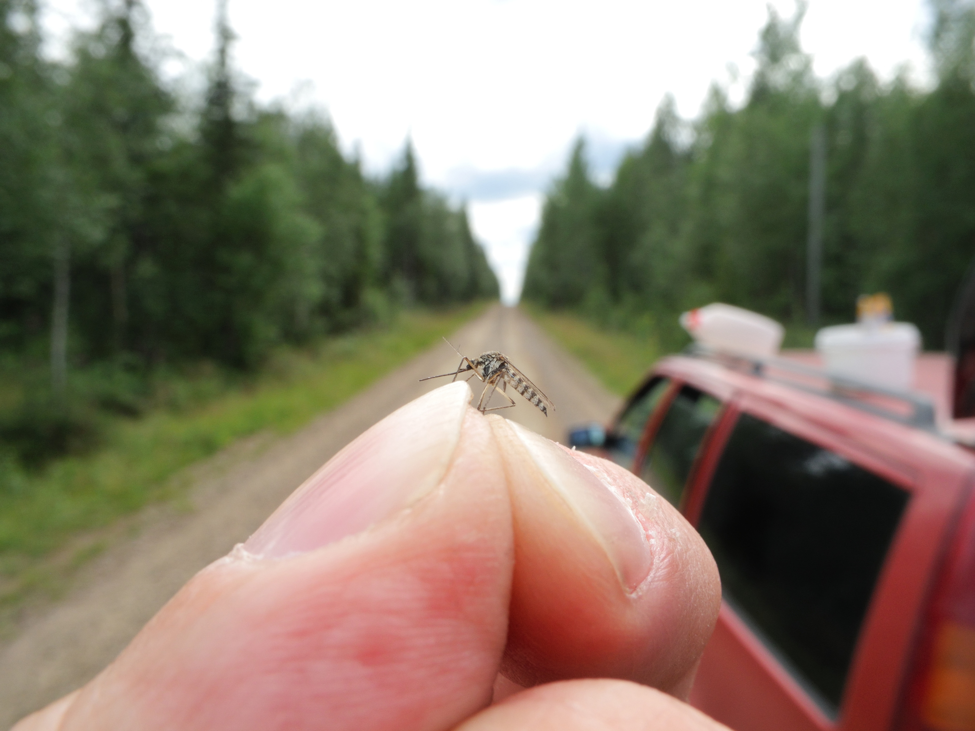 Mosquito perched on a fingertip with a forest road and a red vehicle in the background