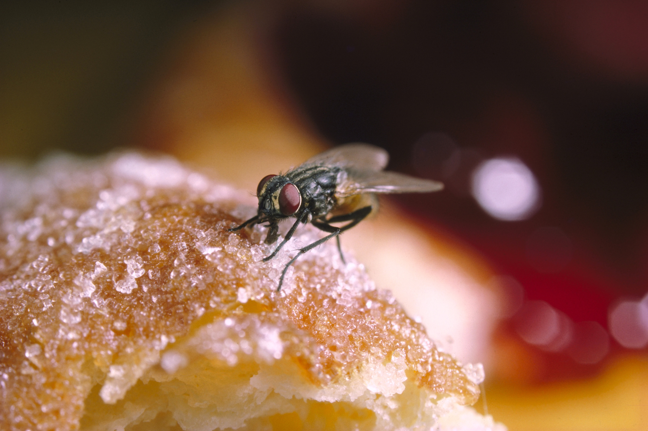 Close-up of a fly on a pastry
