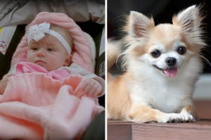 Infant in a headband and blanket; small, fluffy dog with ears perked up